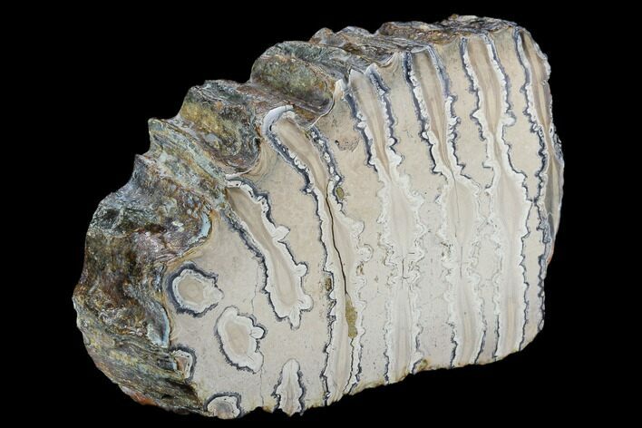 Polished Mammoth Molar Section - South Carolina #125525